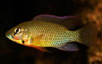 <i>Thoracochromis callichromus</i>