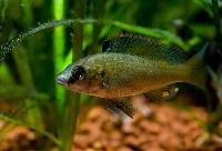 <i>Thoracochromis brauschi</i>