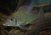 Sudanensis, Kongo tylochromis