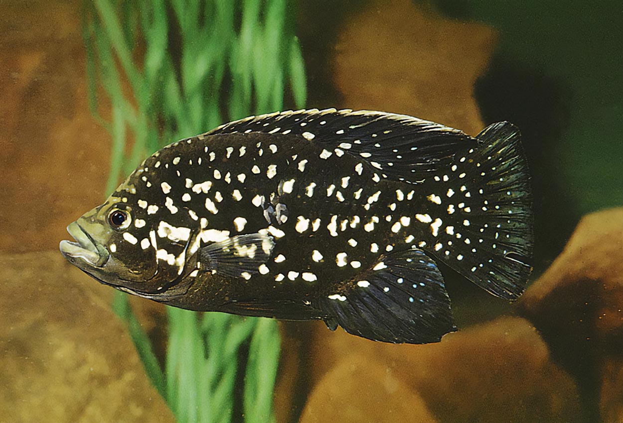 Marakely (Paratilapia polleni) är vitt spridd på Madagaskar och är också den vanligaste Madagaskar-cikliden i handeln.