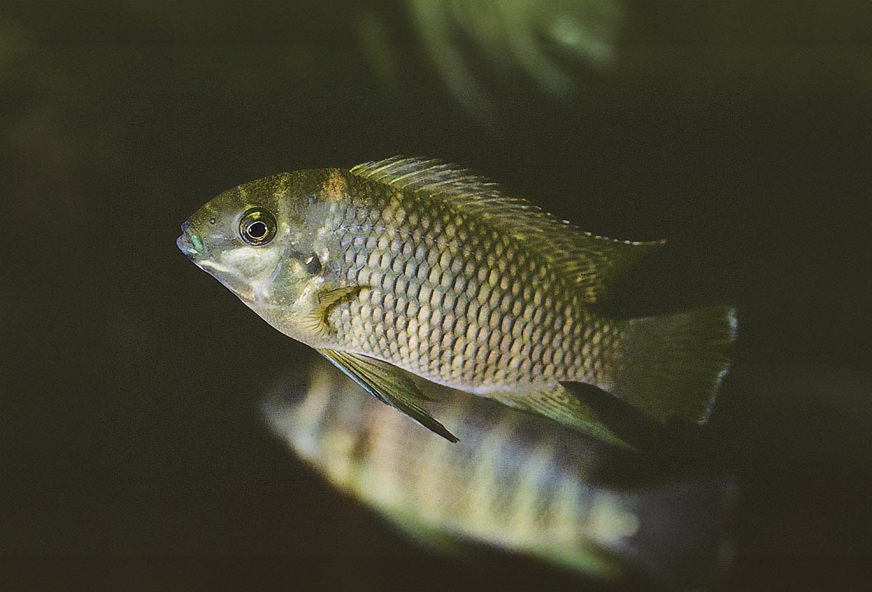 Foto på fisken Tilapia joka