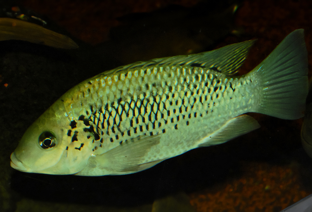 Mangotilapia, Petrusfisk, S:t Peters fisk, Galileeciklid