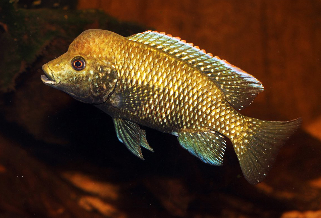 Foto på fisken Danakilia  sp. 'shukoray'