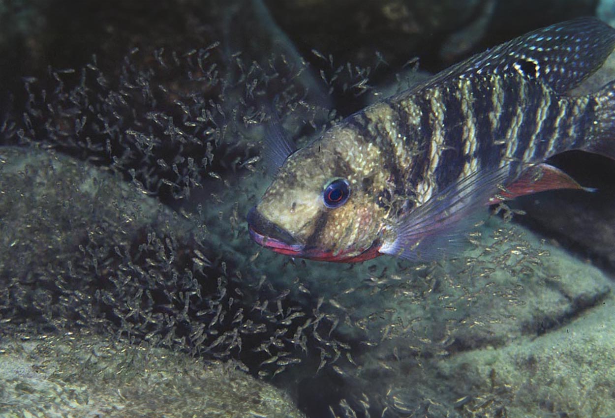 Rendall´s tilapia, rödbröstad tilapia