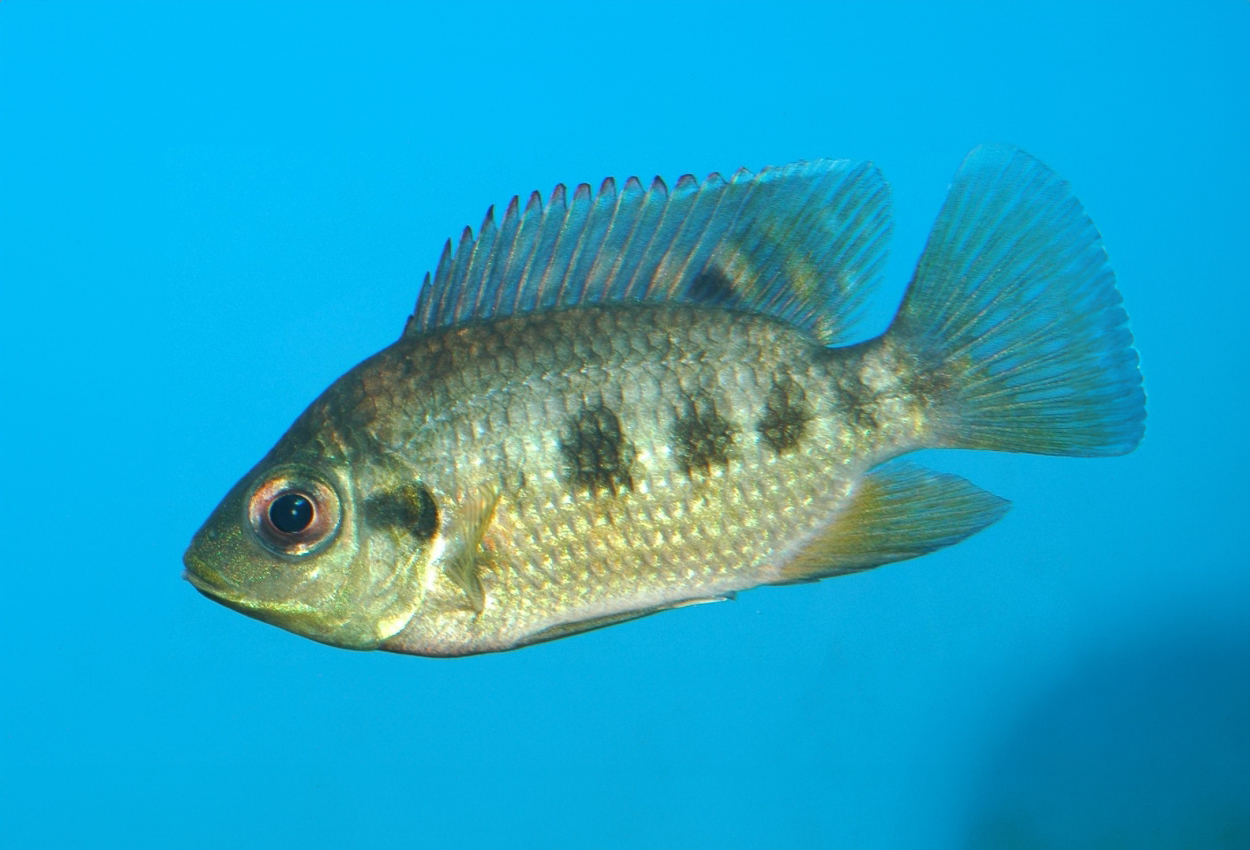 Foto på fisken Tilapia mariae