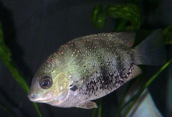 Diamant ciklide