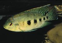 <i>Tilapia mariae</i>