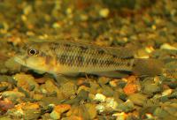 Malagaraziensis ciklid