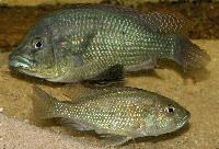 <i>Astatotilapia desfontainii</i>