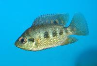 <i>Tilapia mariae</i>