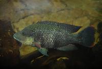 <i>Oreochromis mossambicus</i>