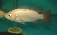 Oreochromis sp.'red'