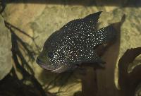 <i>Paratilapia</i> sp. 'smallspots east'