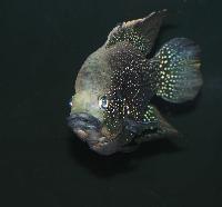 <i>Paratilapia</i> sp. 'smallspots east'