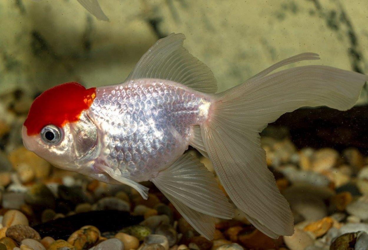 Slöjstjärt Redcap