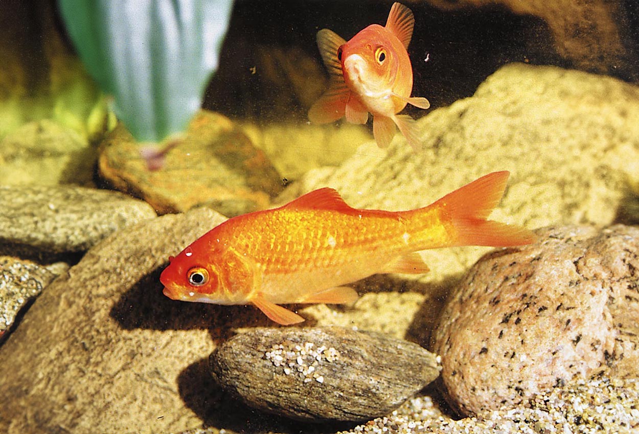 Foto på fisken Carassius auratus