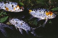 <i>Carassius auratus</i>