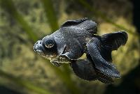 <i>Carassius auratus</i>