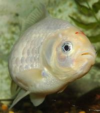 <i>Carassius auratus</i>