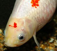 <i>Carassius auratus</i>