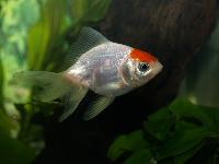 <i>Carassius auratus</i>