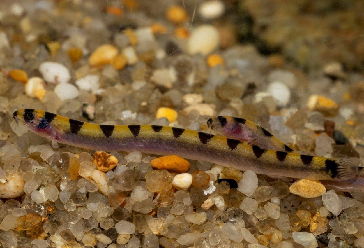 Foto på fisken Pangio  cuneovirgata 