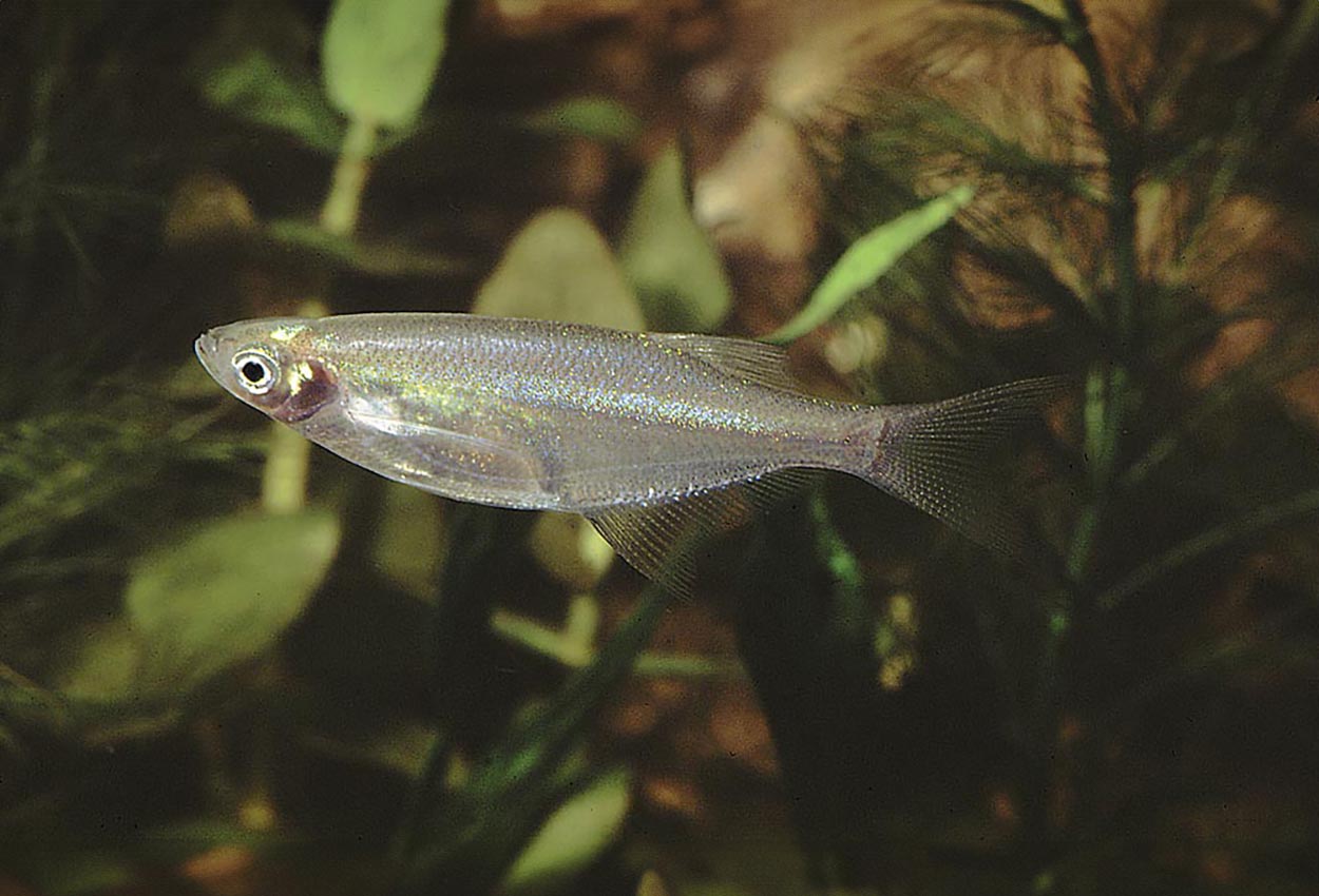 Foto på fisken Chela cachius