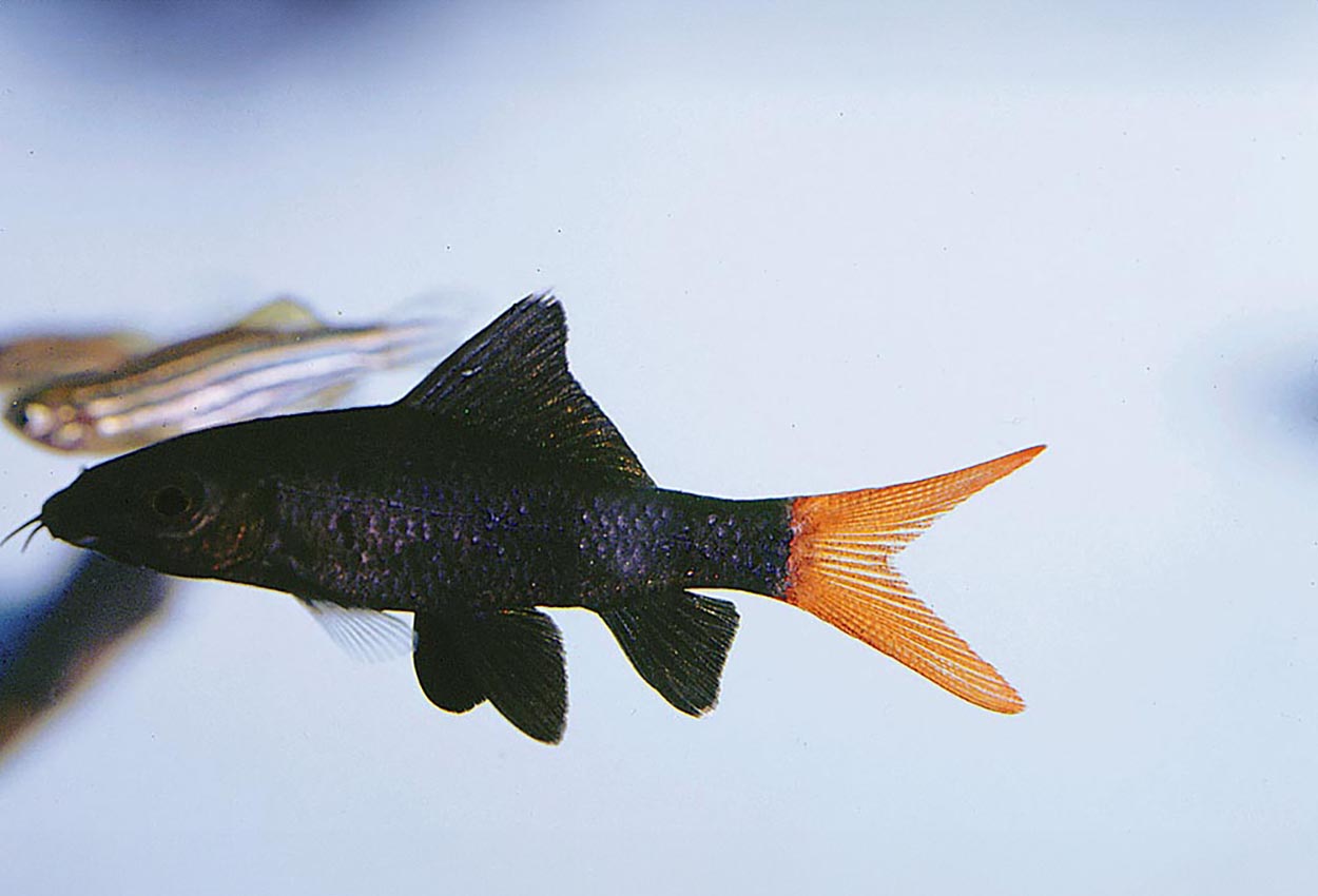 Foto på fisken Epalzeorhynchos bicolor