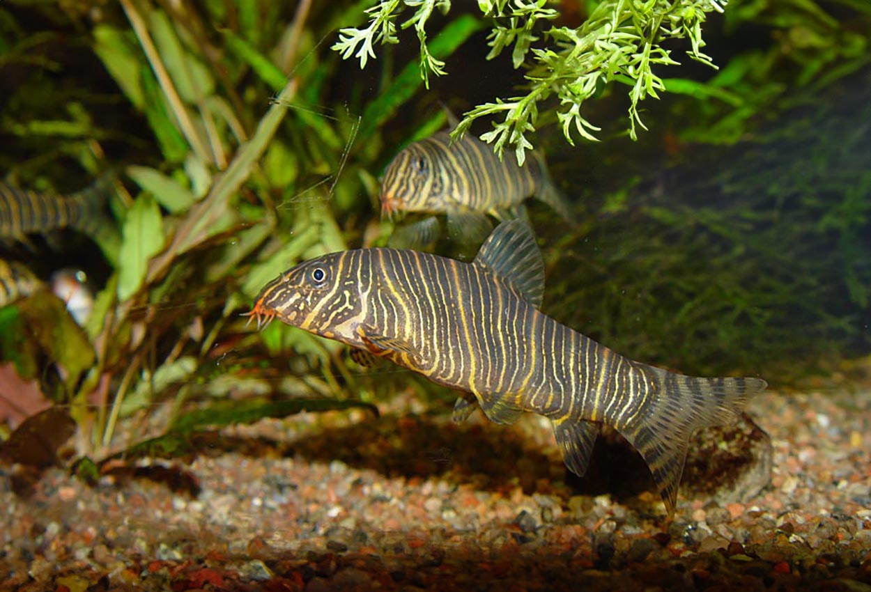 Foto på fisken Botia striata