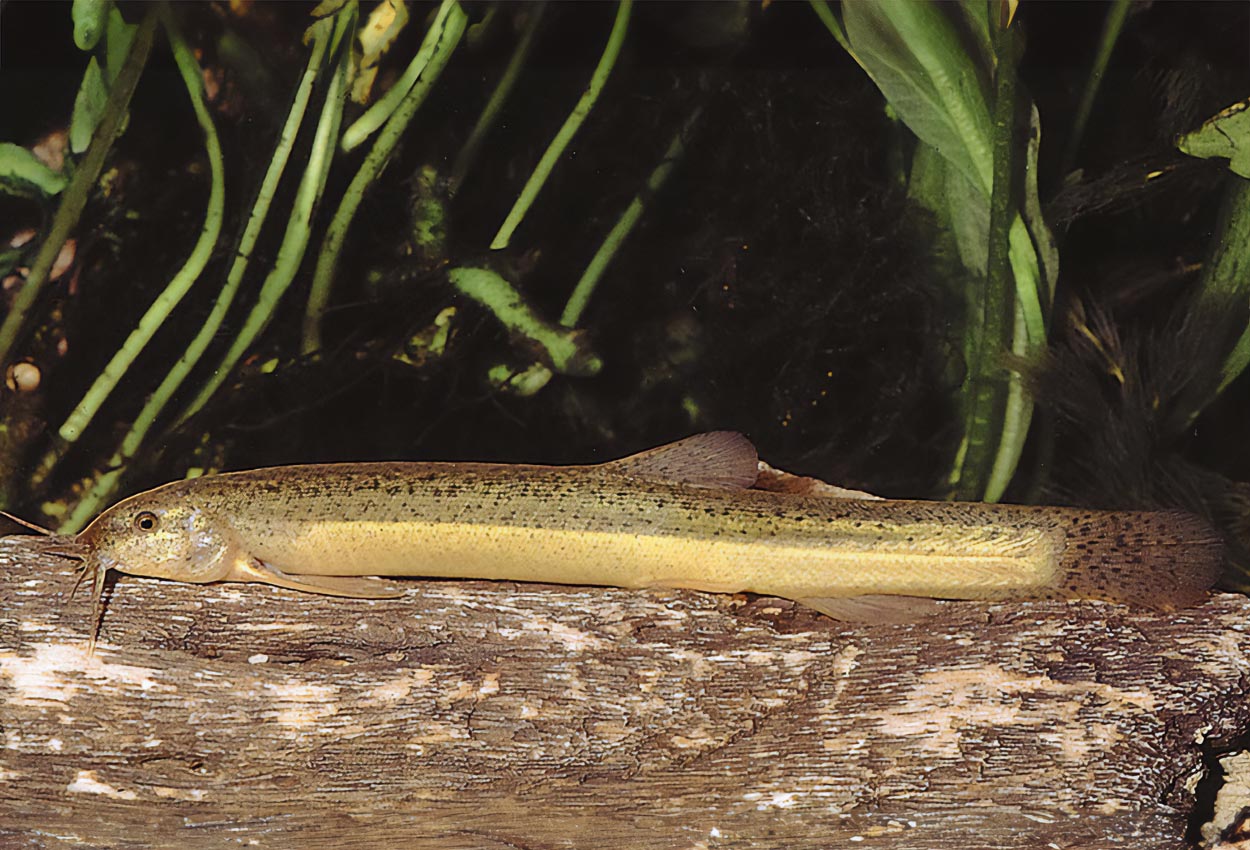 Foto på fisken Misgurnus anguillicaudatus