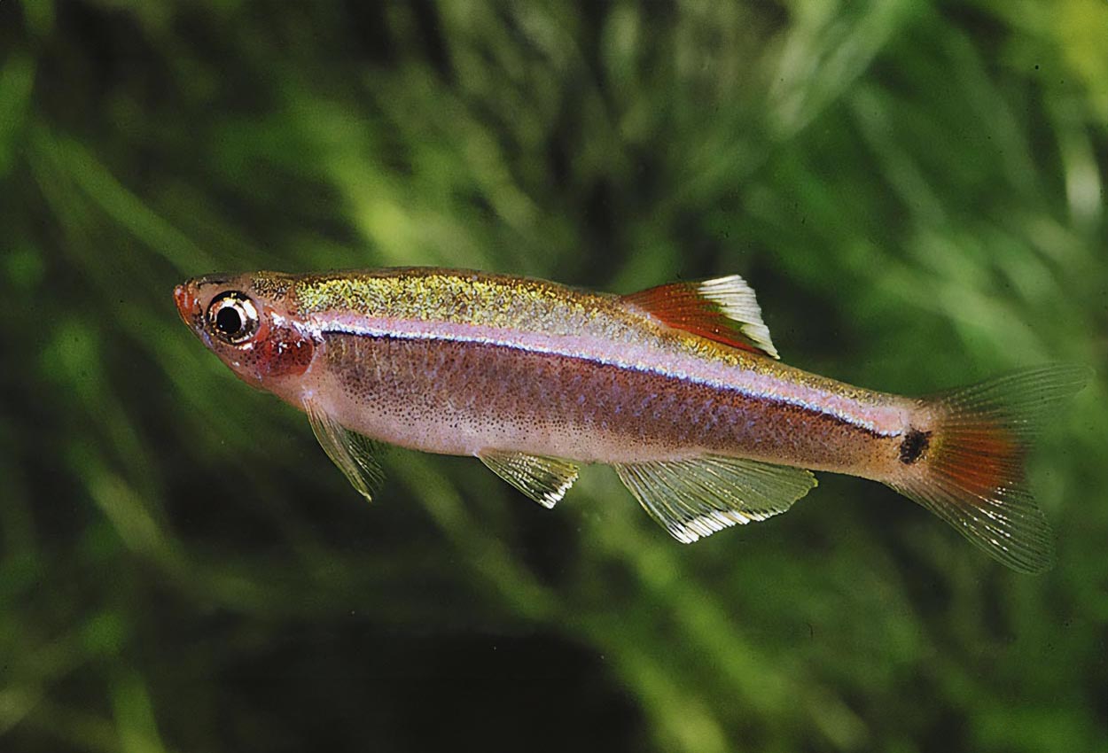 Foto på fisken Tanichthys albonubes