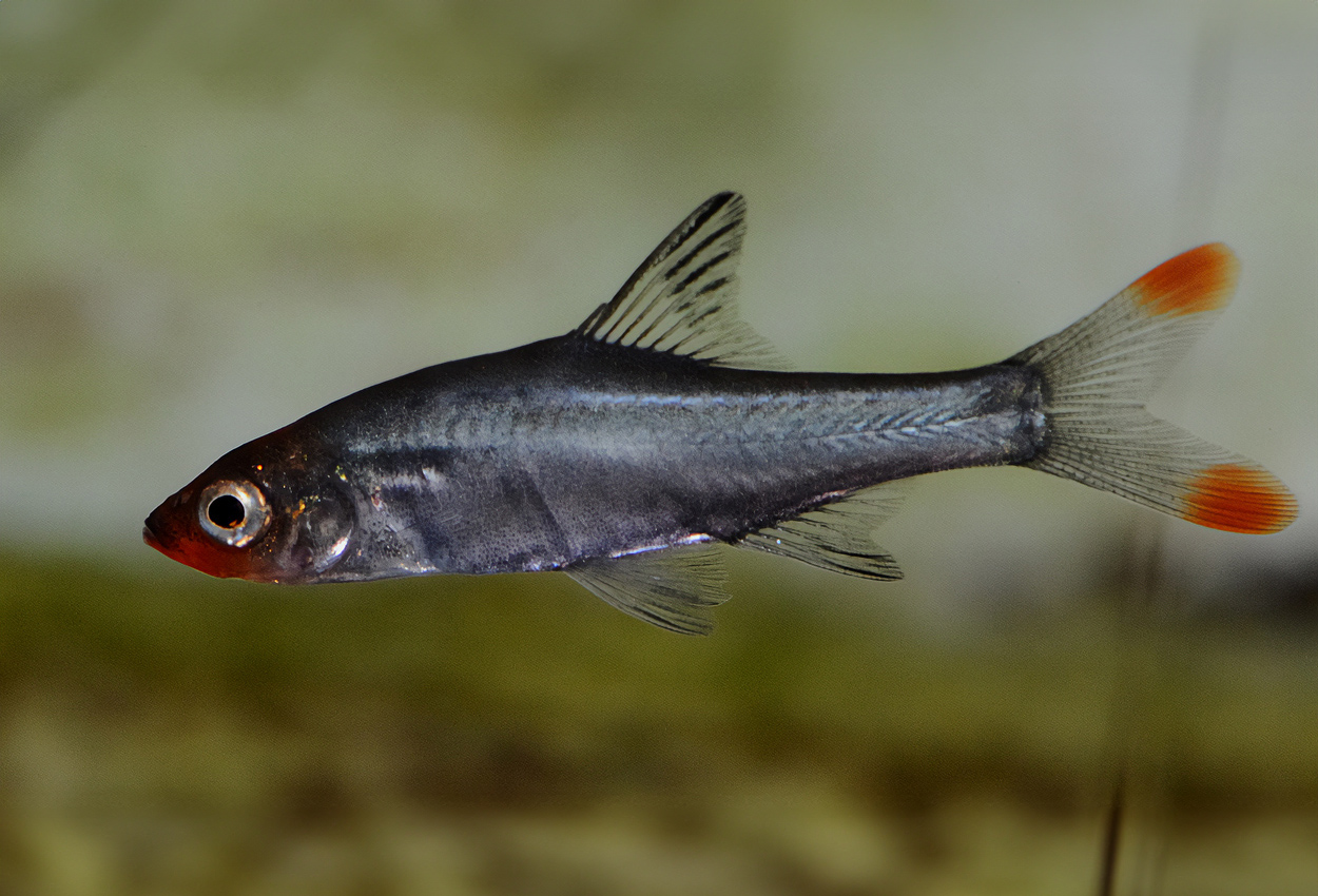 Sawbwabarb, rödmunsrasbora