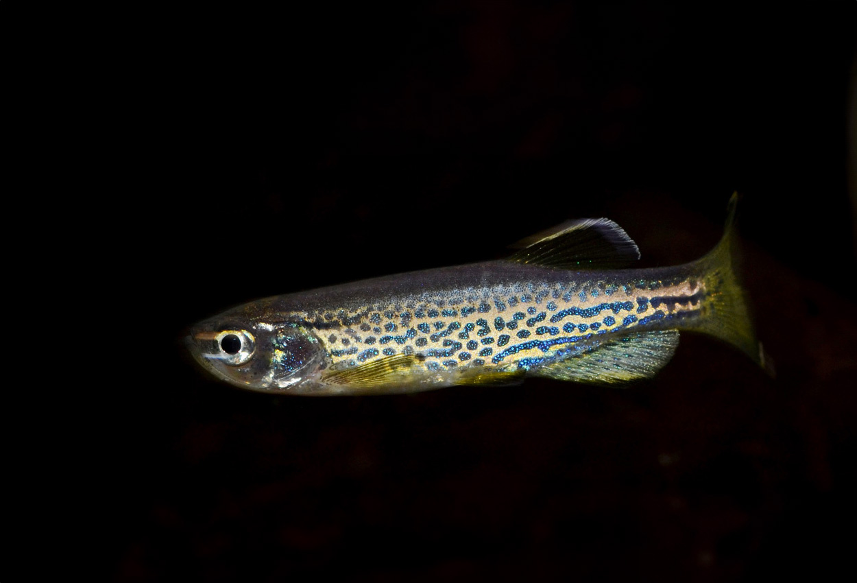 Foto på fisken Danio  rerio var. frankei