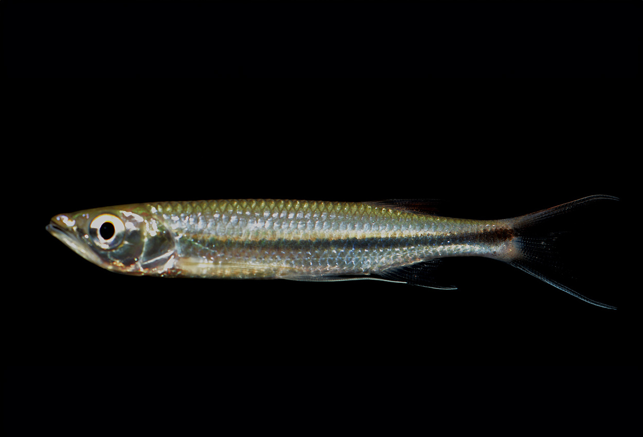 Silvercyprinid