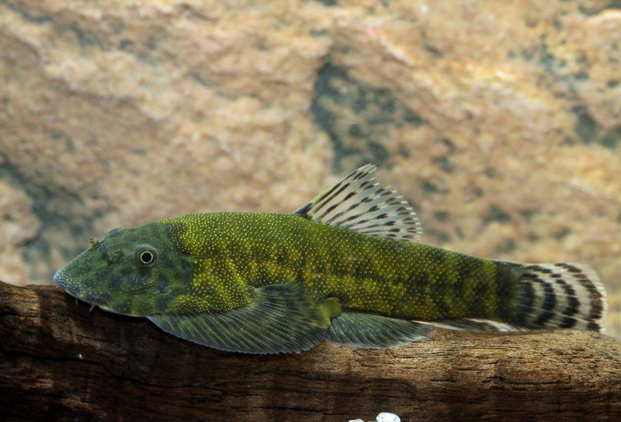 Foto på fisken Gastromyzon lepidogaster