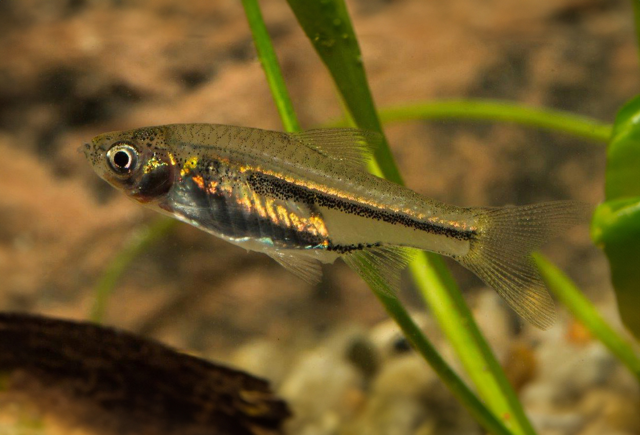 Siamesisk dvärgrasbora, Somphongs rasbora