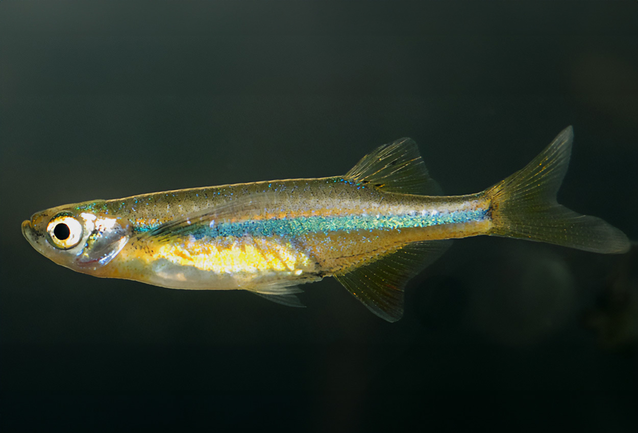 Foto på fisken Laubuca dadiburjori