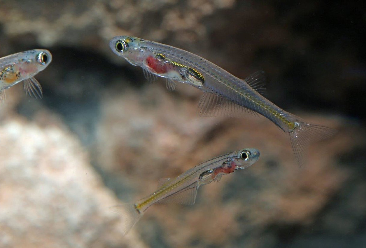 Priapos danioella