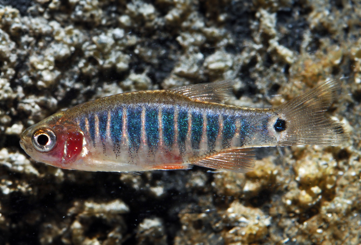 Smaragd dvärgrasbora