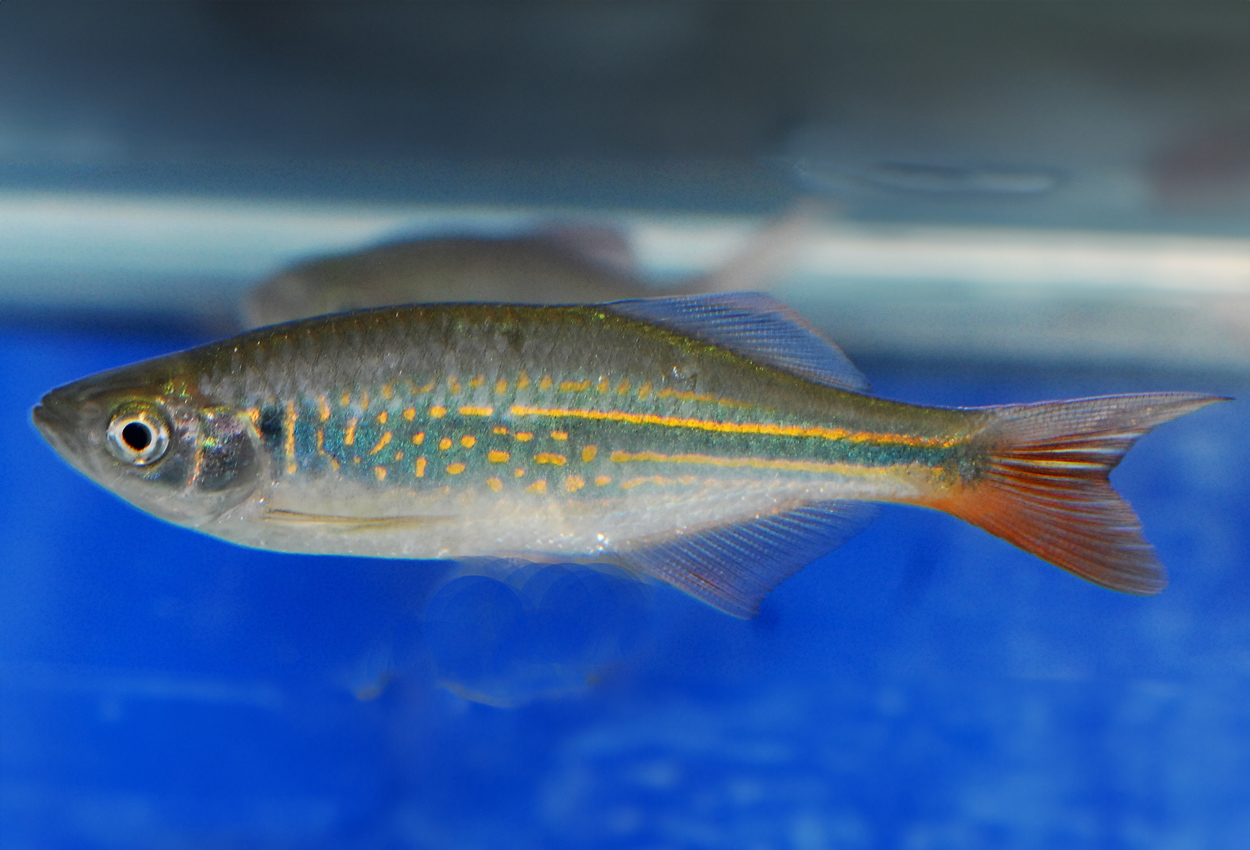 Brownis rasbora