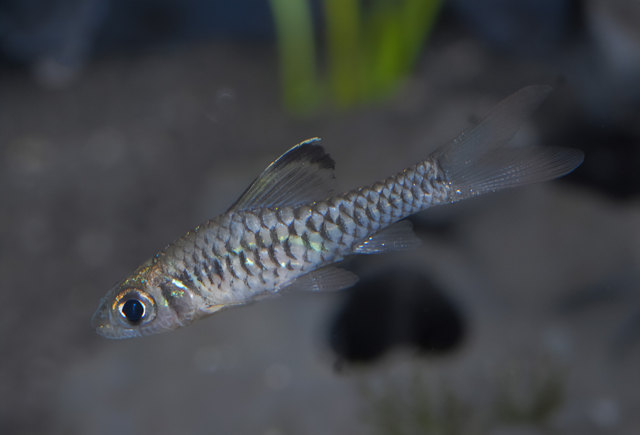 Svartfenad barb, cosuatisbarb