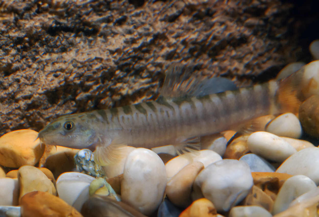 Mahnerts/rödstjärtad sand-grönling (loach), Burmesisk gränsgrönling