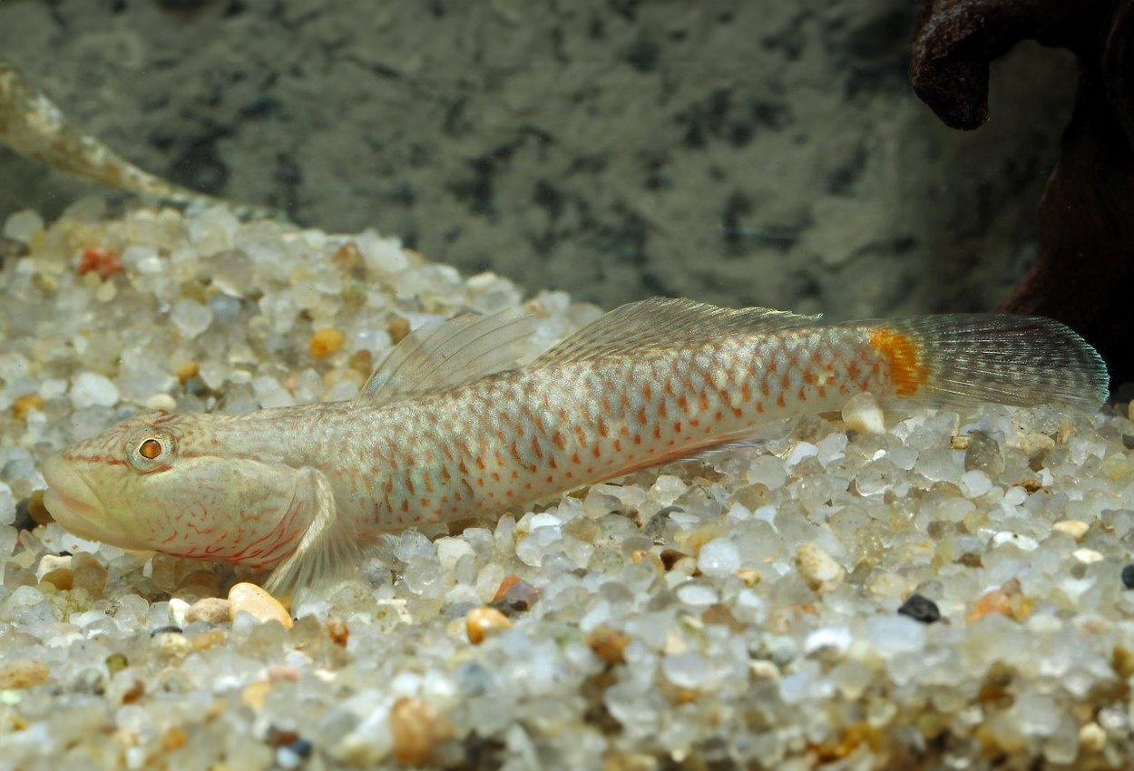 Leavellis goby