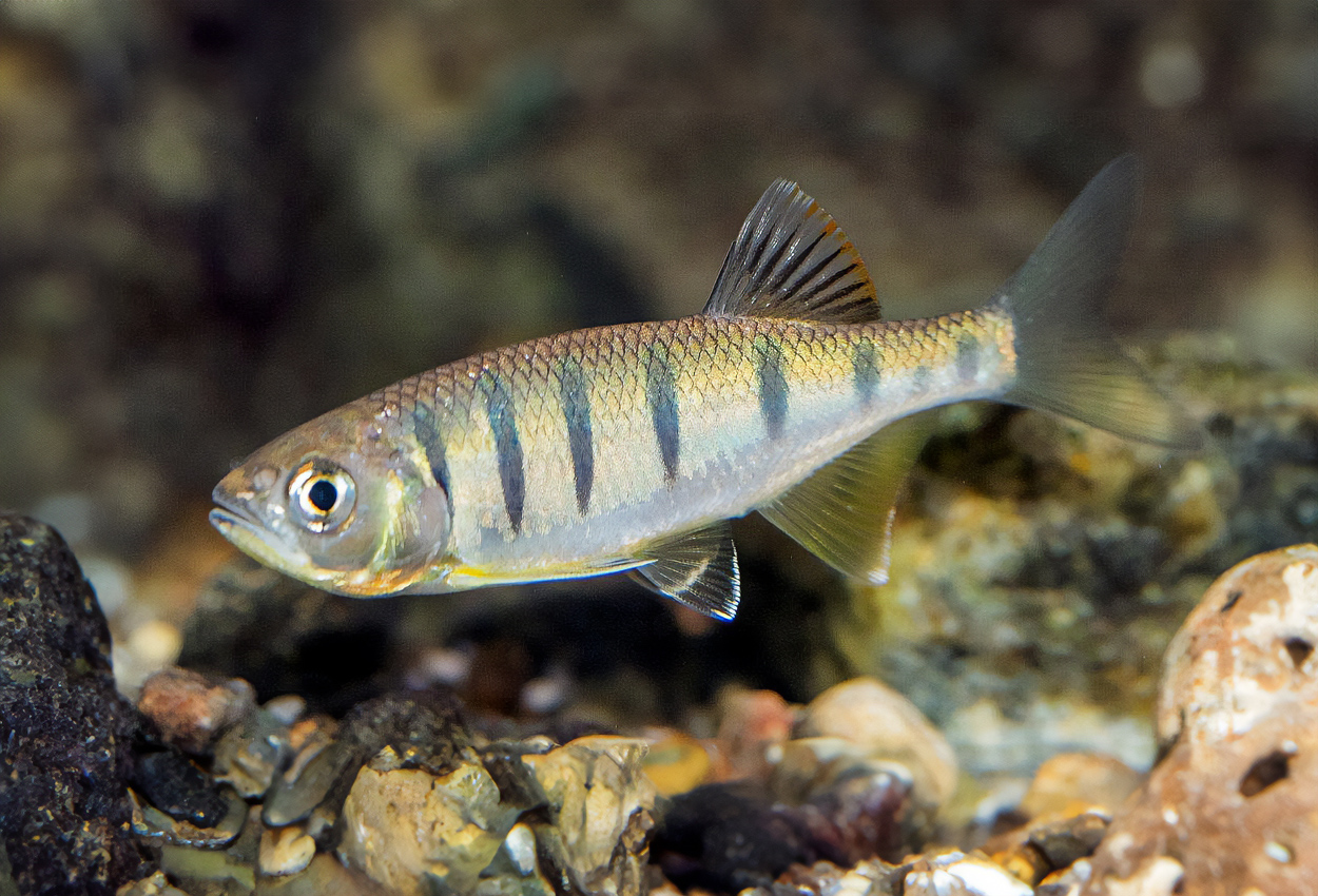 Fjärils/makrill-barb, grönbandad danio, royal opsarius.