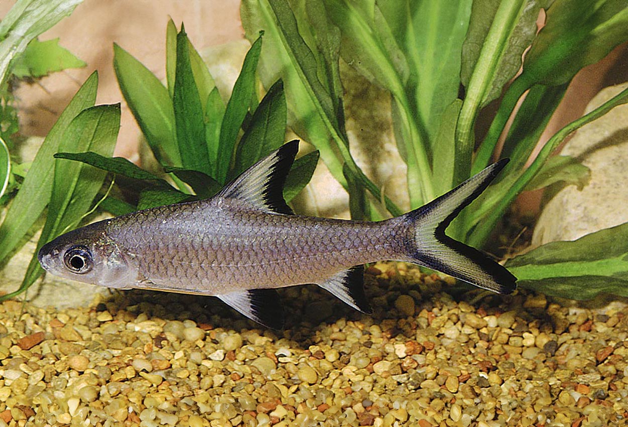 Foto på fisken Balantiocheilos melanopterus