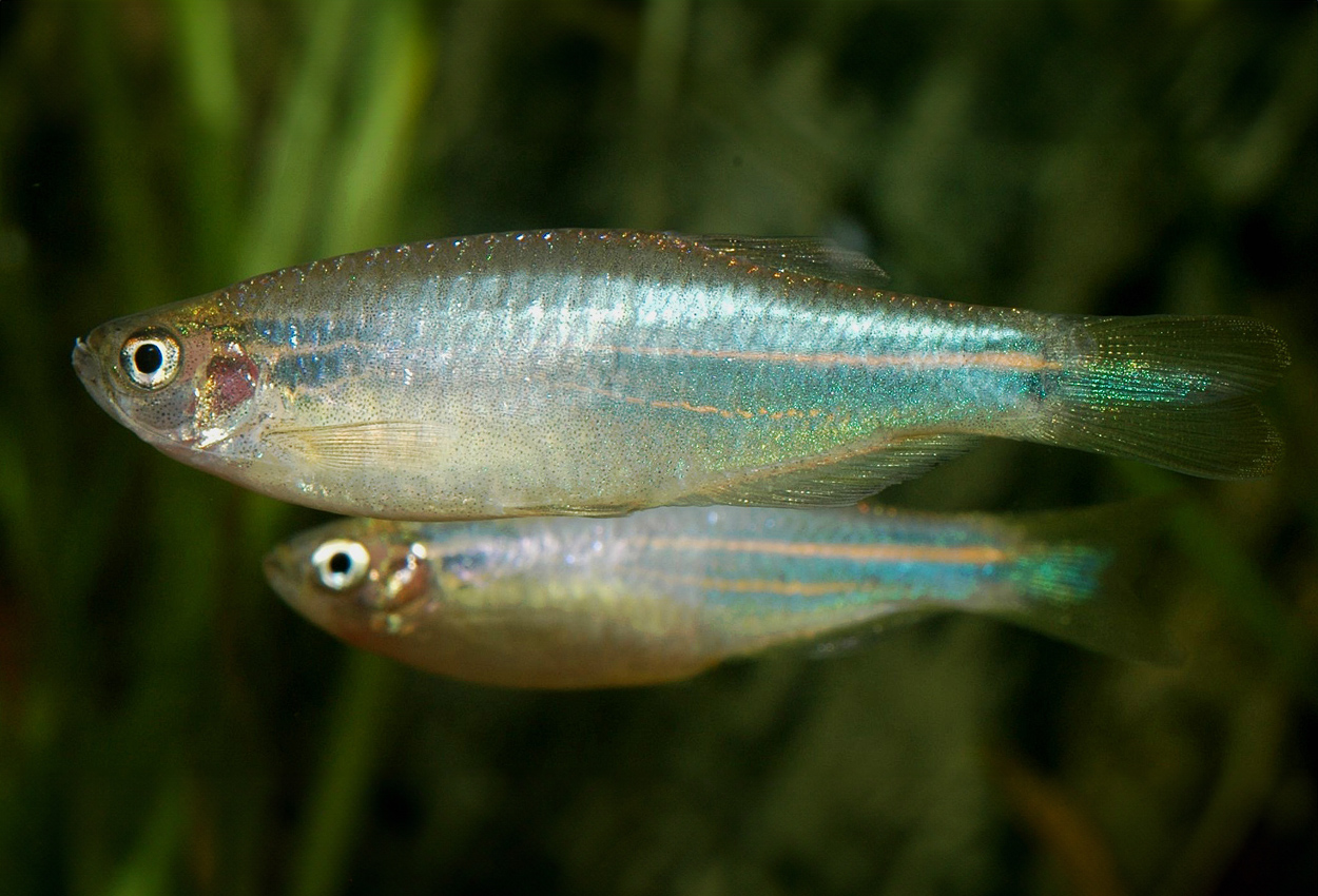 Foto på fisken Danio kerri