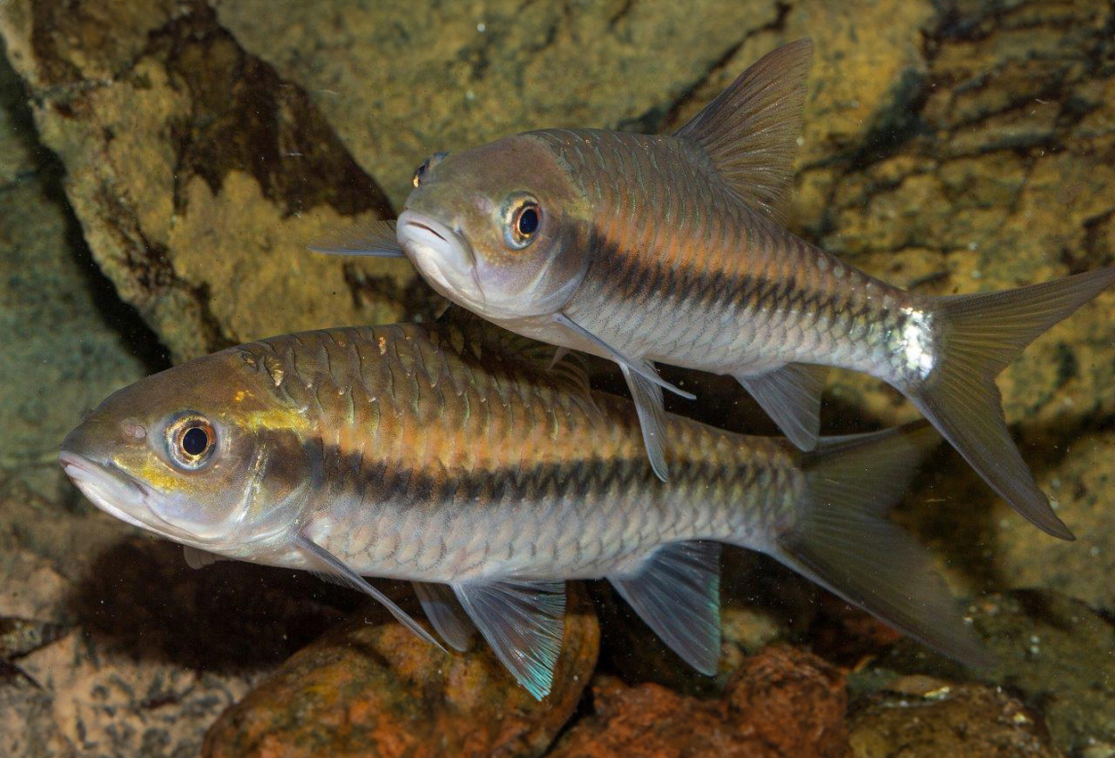 Foto på fisken Tor sinensis