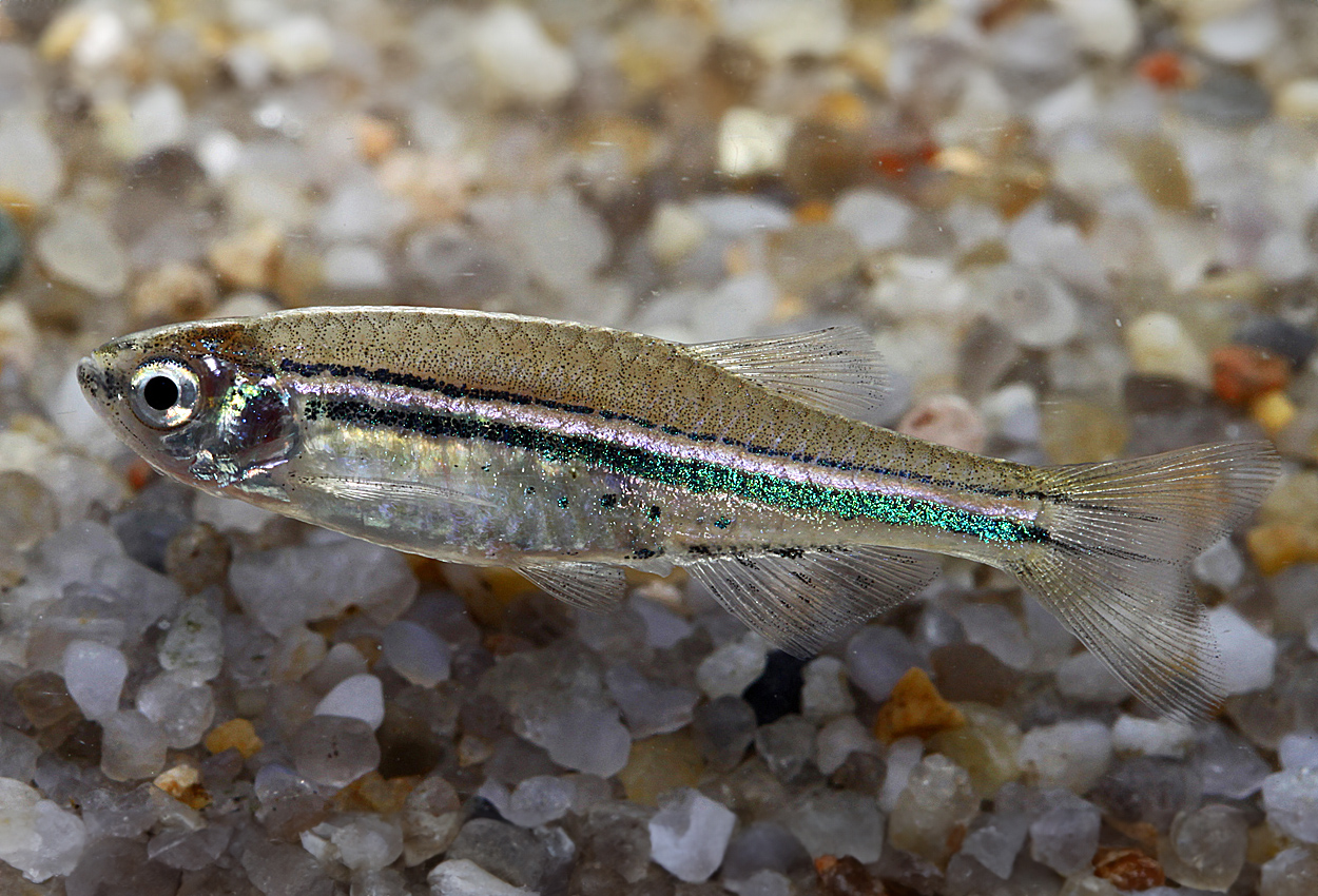 Foto på fisken Danio nigrofasciatus