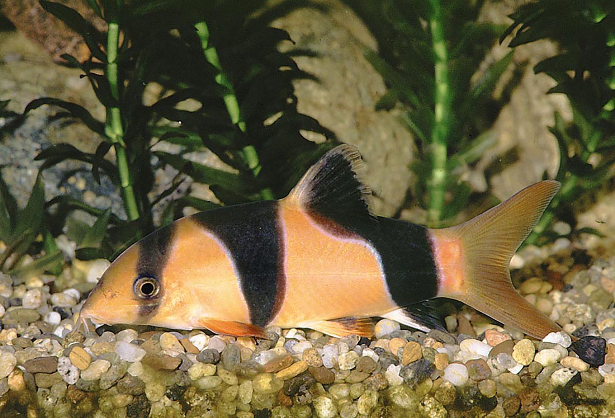 Foto på fisken Chromobotia macracanthus