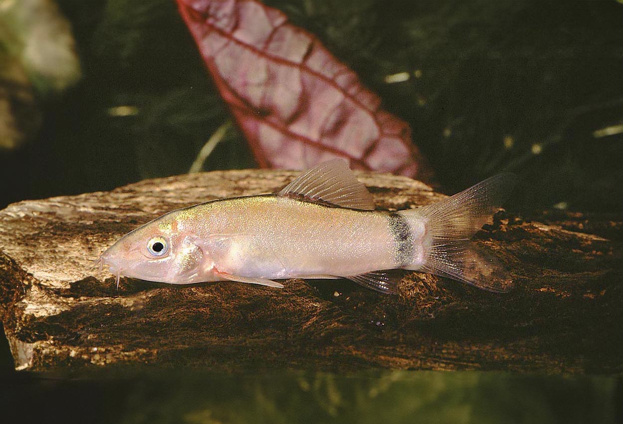 Foto på fisken Yasuhikotakia morleti